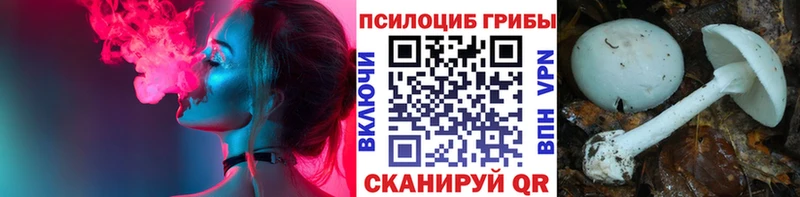 гидра   сколько стоит  Курчалой  Псилоцибиновые грибы Psilocybe 